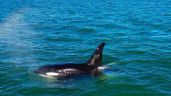 Video: Filmaron el majestuoso paso de tres orcas frente a la playa de Quequén