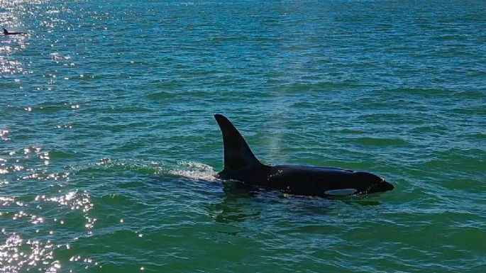 Video: Filmaron el majestuoso paso de tres orcas frente a la playa de Quequén