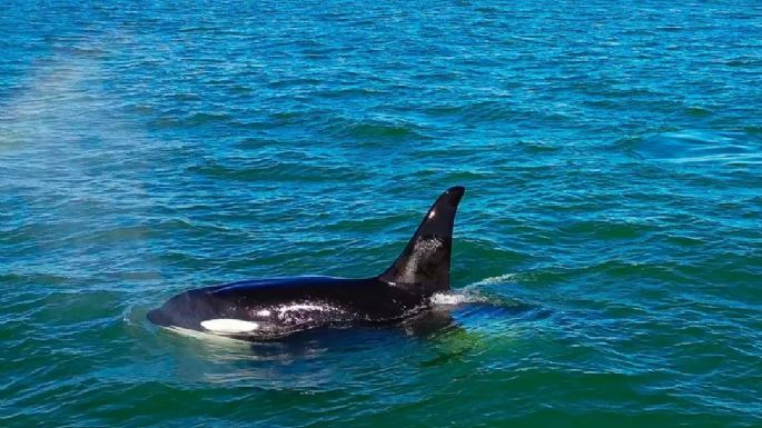 Video: Filmaron el majestuoso paso de tres orcas frente a la playa de Quequén