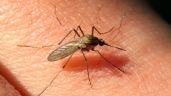 Advierten que los mosquitos que invaden Tandil podrían transmitir encefalitis equina