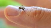 El INTA analiza producir camarones y peces para combatir la invasión de mosquitos