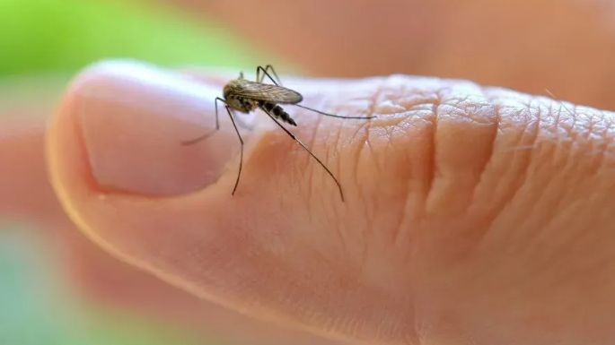 El INTA analiza producir camarones y peces para combatir la invasión de mosquitos