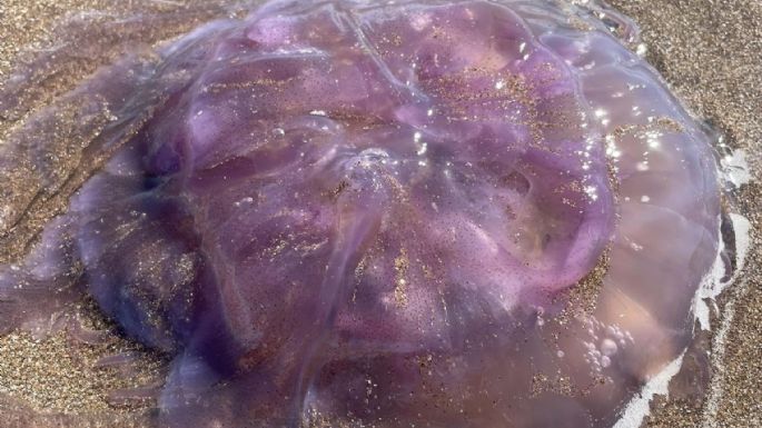 Video: Encontraron una medusa de gran tamaño en la playa de Karamawi