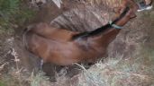 Rescataron a un caballo que cayó en un pozo ciego de Villa Zabala