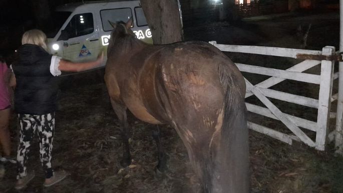 Rescataron a un caballo que cayó en un pozo ciego de Villa Zabala