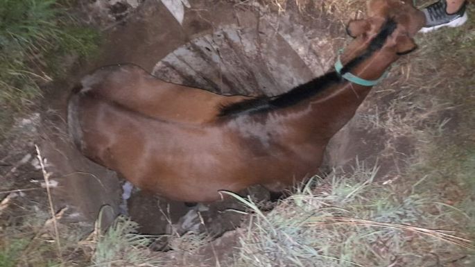 Rescataron a un caballo que cayó en un pozo ciego de Villa Zabala