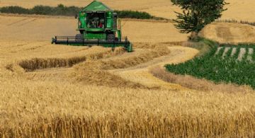 El Gobierno eliminará el Fideicomiso del Trigo, que controlaba el precio de la harina