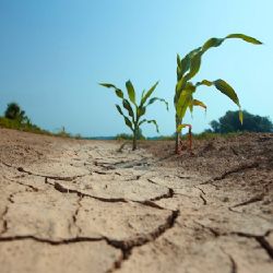 Preocupación de ingenieros agrónomos y forestales por la degradación del suelo en el sudeste bonaerense