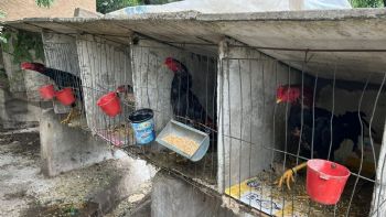 Olavarría: Encontraron gallos de riña en un bioparque municipal y suspendieron a siete empleados