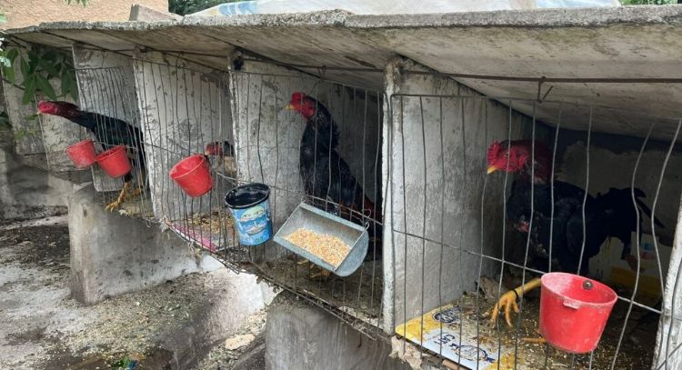 Olavarría: Encontraron gallos de riña en un bioparque municipal y suspendieron a siete empleados
