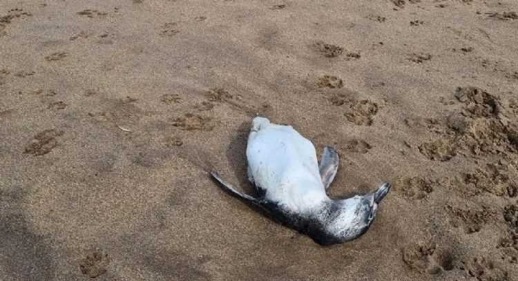 "Anticipamos que van a llegar más en los próximos dos meses": Preocupación en Mar del Plata por la aparición de pingüinos muertos en la playa