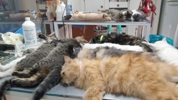 Castraron a 47 mascotas y vacunaron contra la rabia a otras 52 en operativo del Quirófano Móvil