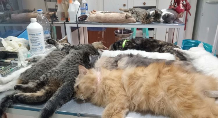 Castraron a 47 mascotas y vacunaron contra la rabia a otras 52 en operativo del Quirófano Móvil