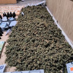 Secuestraron 6 kilos de flores de marihuana en un allanamiento en Quequén