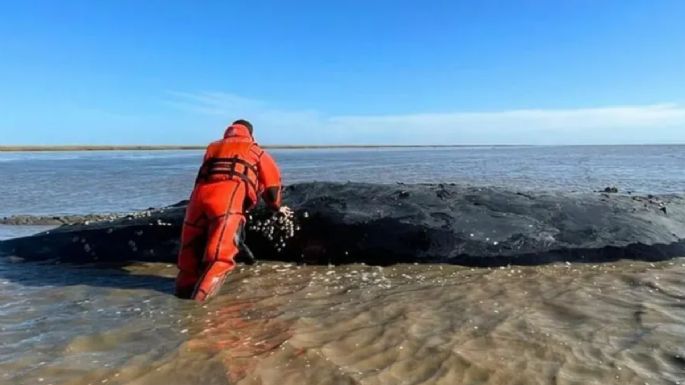 Polémica por una ballena jorobada varada: Una larga agonía de 60 días sin asistencia adecuada