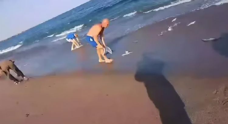 Video: Cientos de peces invadieron la playa de Quequén