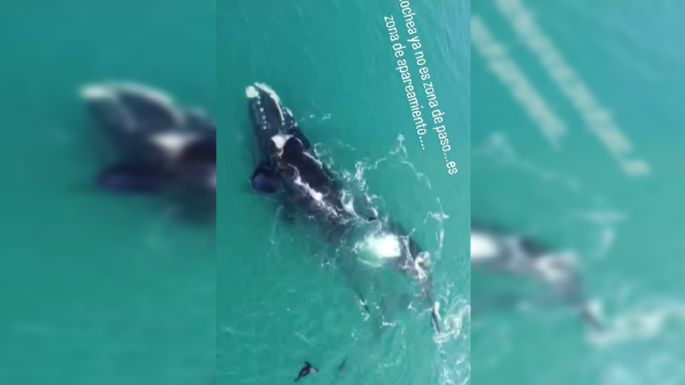 Video: Filmaron por primera vez a ballenas apareándose frente a las costas de Necochea