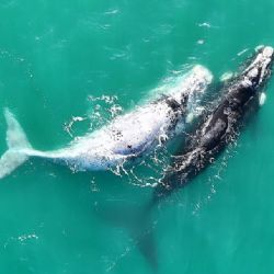 Día Nacional de la Ballena Franca Austral: Celebrando la conexión entre la naturaleza y la comunidad