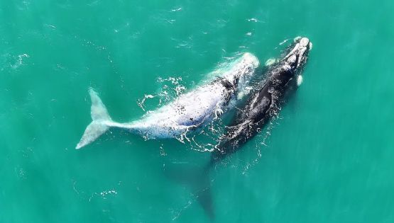 Día Nacional de la Ballena Franca Austral: Celebrando la conexión entre la naturaleza y la comunidad