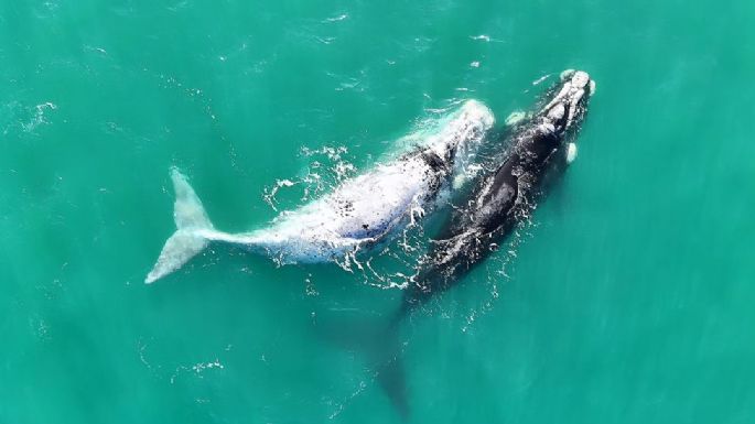 Día Nacional de la Ballena Franca Austral: Celebrando la conexión entre la naturaleza y la comunidad