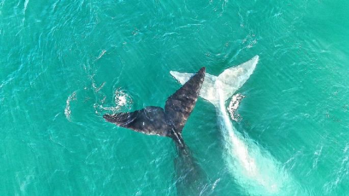 Día Nacional de la Ballena Franca Austral: Celebrando la conexión entre la naturaleza y la comunidad